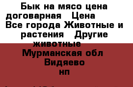 Бык на мясо цена договарная › Цена ­ 300 - Все города Животные и растения » Другие животные   . Мурманская обл.,Видяево нп